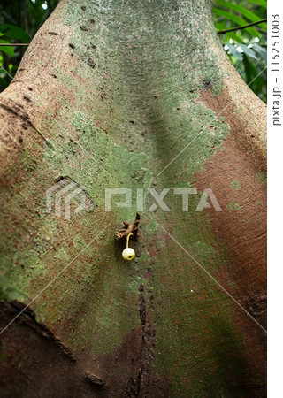 Ficus Variegata Blume tree with a fruit on the trunk, Iriomote jungle, Okinawa. 115251003