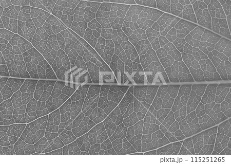 ウコギ科カクレミノの葉と葉脈 115251265