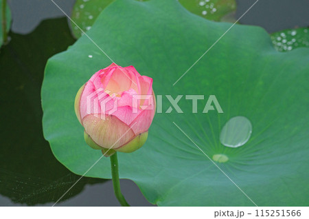 蓮のつぼみ 蓮のつぼみ 115251566
