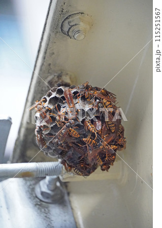 受水槽に作った蜂の巣 受水槽に作った蜂の巣 115251567
