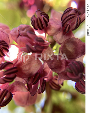 アケビの花クローズアップ6 アケビの花クローズアップ6 115251632