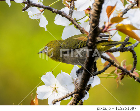 桜とメジロ・サクジロー 115251697