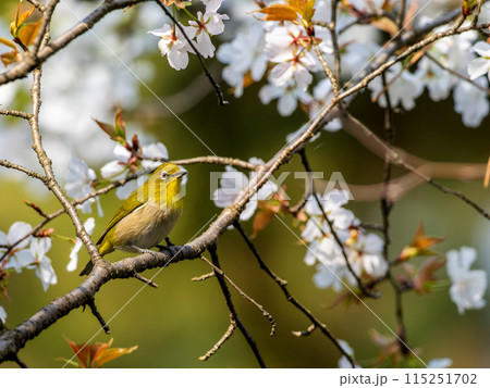 桜とメジロ・サクジロー 115251702