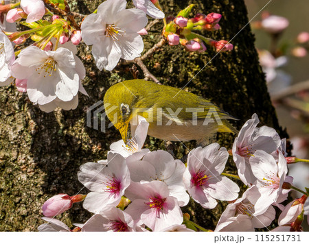 桜とメジロ・サクジロー 115251731