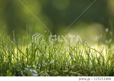 Green grass is covered with drops of morning dew Green grass is covered with drops of morning dew 115251806