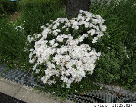 白い花はマツバギクの花 115251827