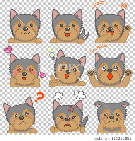 一組約克夏犬的各種表情 115251898