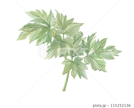 水彩で描いた明日葉 水彩で描いた明日葉 115252136