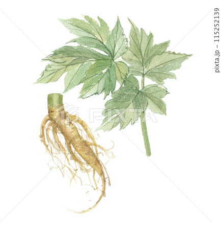 水彩で描いた明日葉と根 115252139