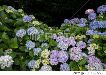 初夏の海にアジサイが咲く住吉自然公園 115252222