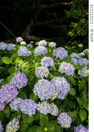 初夏の海にアジサイが咲く住吉自然公園 115252228