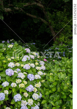 初夏の海にアジサイが咲く住吉自然公園 115252232