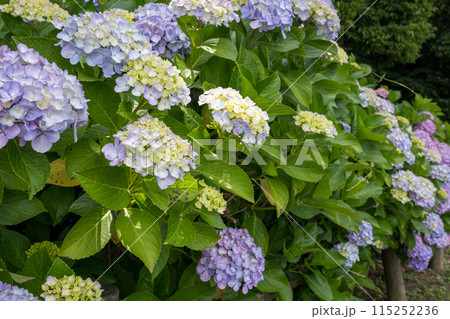 初夏の海にアジサイが咲く住吉自然公園 初夏の海にアジサイが咲く住吉自然公園 115252236