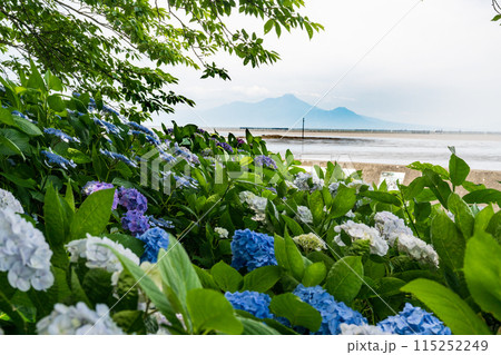 初夏の海にアジサイが咲く住吉自然公園 115252249
