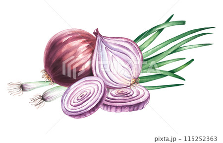 Onion watercolor vegetable green onion pieces Onion watercolor vegetable green onion pieces 115252363