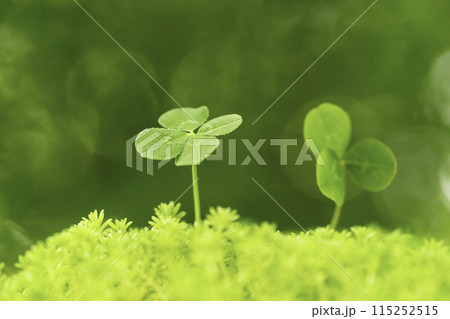 森の木陰で見つけた四つ葉のクローバー 森の木陰で見つけた四つ葉のクローバー 115252515