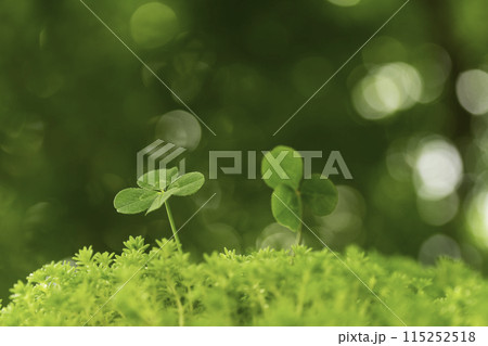 森の木陰で見つけた四つ葉のクローバー 森の木陰で見つけた四つ葉のクローバー 115252518