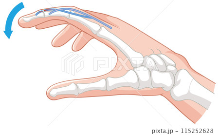 Anatomy of Hand Movement Anatomy of Hand Movement 115252628