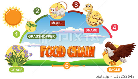 Food Chain Illustration with Animals Food Chain Illustration with Animals 115252648