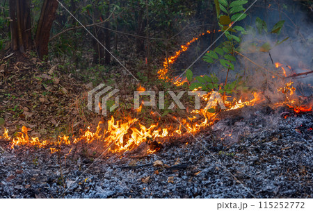 Wildfires in tropical forest release carbon dioxide (CO2) emissions and other greenhouse gases (GHG) that contribute to climate change. Wildfires in tropical forest release carbon dioxide (CO2) emissions and other greenhouse gases (GHG) that contribute to climate change. 115252772