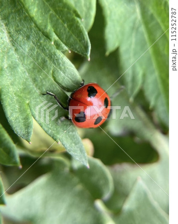 ナナホシテントウのお尻の写真素材 [115252787] - PIXTA
