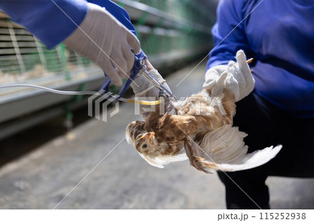 Disease prevention in chickens. Pullets vaccination in close farm, temperature and light control , Thailand. 115252938