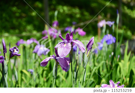 ハナショウブ ハナショウブ 115253259