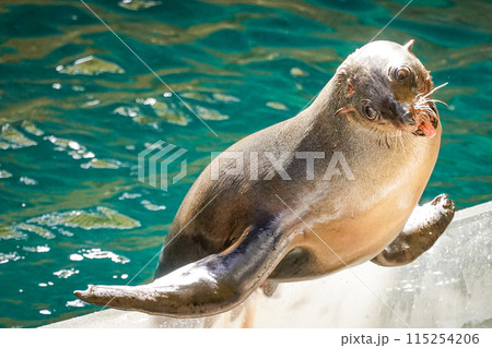鳥羽水族館　アシカショータイム 115254206