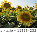 太陽に向かって 115254232