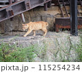 野良猫の散歩　 115254234