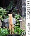 2匹の野良猫の遭遇 115254235