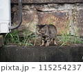 野良猫の休憩 115254237