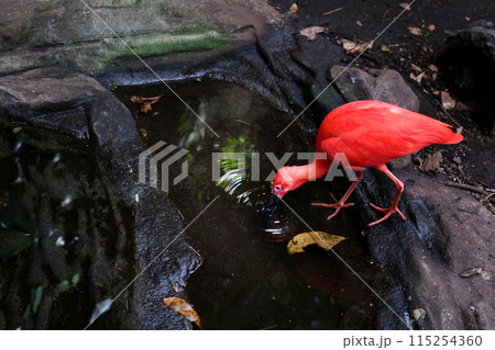 scarlet ibis bird beutiful grass germany europe scarlet ibis bird beutiful grass germany europe 115254360