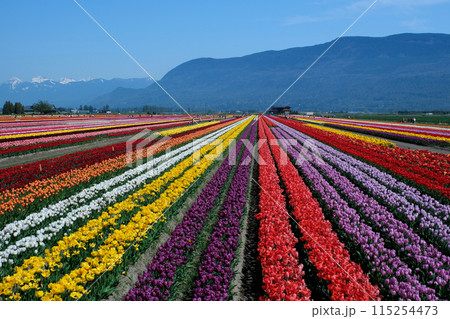 beautiful huge field with multi-colored tulips leaving in the mountains Canada Vancouver beauty purity flora spring Camping walk in the field no people morning day ecology 115254473