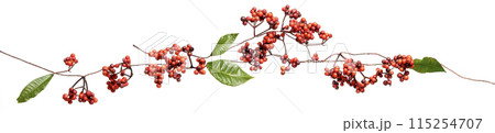 赤い実のついた蔦植物 赤い実のついた蔦植物 115254707