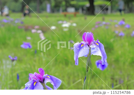 花菖蒲 115254786