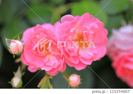 花菖蒲 115254807