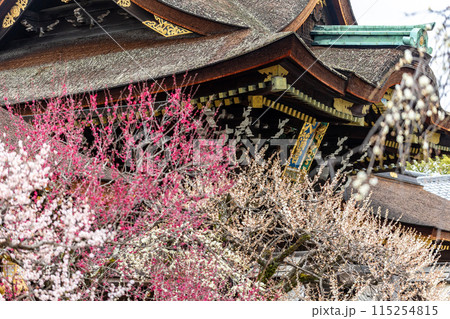 早春の北野天満宮 115254815