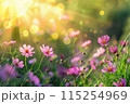 pink cosmos flowers on meadow at sunrise or sunset. Beautiful summer floral background with sun rays 115254969