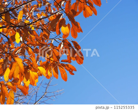 青空とアベマキの紅葉 115255335