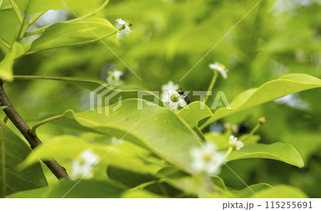 ソヨゴの花と蟻 ソヨゴの花と蟻 115255691