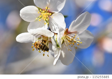 Spring background. Beautifully blossoming tree with a bee. Flower in nature. Spring background. Beautifully blossoming tree with a bee. Flower in nature. 115255885