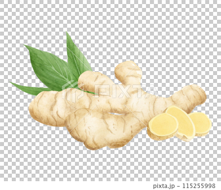 Horseradish or ginger roots with slices and green leaves watercolor illustration isolated on white in beige and yellow colors. Organic raw spices for simple kitchen designs, cookbooks and vegan food Horseradish or ginger roots with slices and green leaves watercolor illustration isolated on white in beige and yellow colors. Organic raw spices for simple kitchen designs, cookbooks and vegan food 115255998