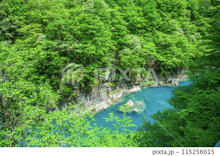 新緑の抱返り渓谷 115256015