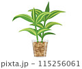 おしゃれなドラセナのベクターイラスト 115256061