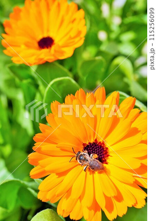 花畑のオレンジ色のカレンデュラの頭状花から花粉をとる一匹の蜜蜂、縦 花畑のオレンジ色のカレンデュラの頭状花から花粉をとる一匹の蜜蜂、縦 115256099
