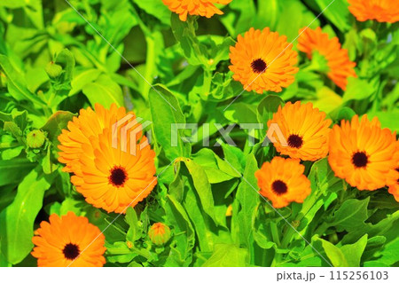 屋外で満開に咲く美しいカレンデュラの花畑 115256103