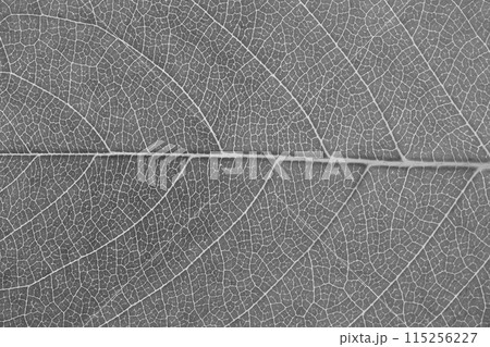 イッサイザクラ（一才桜）の葉と葉脈 115256227