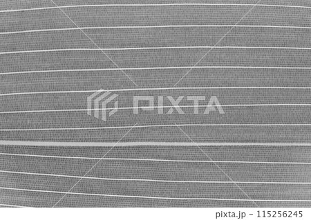 クマザサ（隈笹）の葉と葉脈 115256245