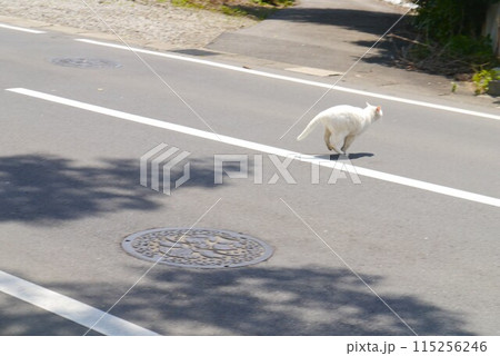 白猫プロジェクト ネズミを見つけても急な飛び出し禁止自動車来ないかな 白猫プロジェクト ネズミを見つけても急な飛び出し禁止自動車来ないかな 115256246